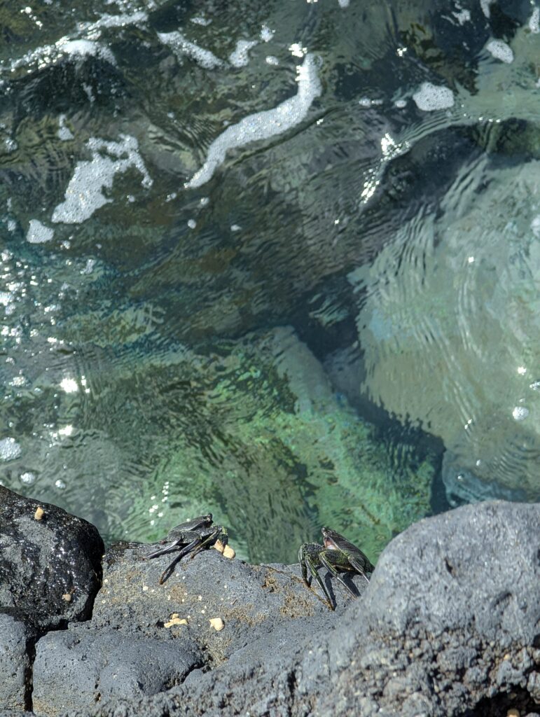 Krabben am Punta de Orchilla