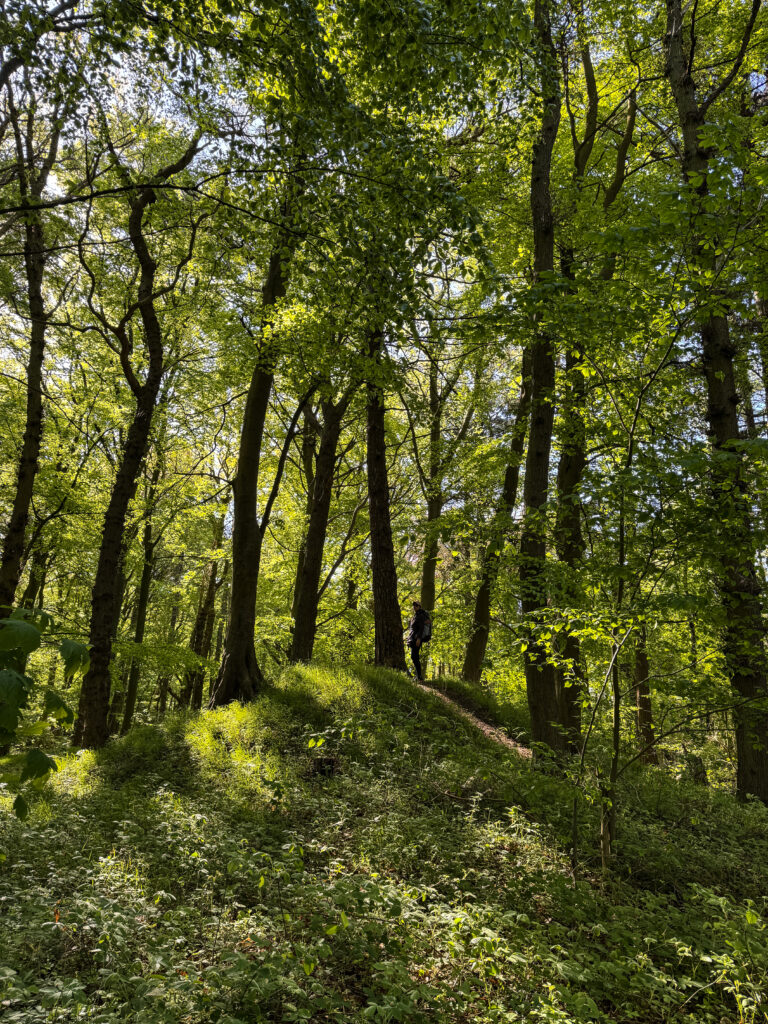 Wald