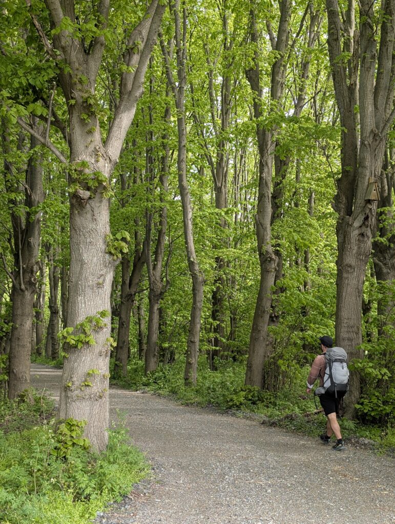 Küstenwald