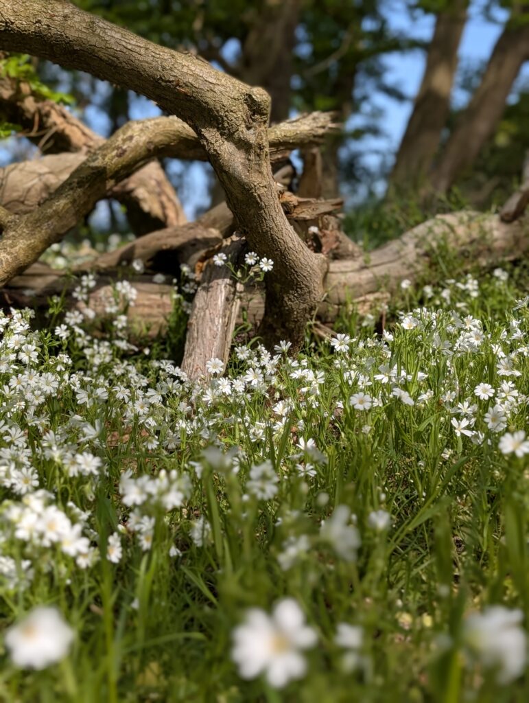 Küstenwald