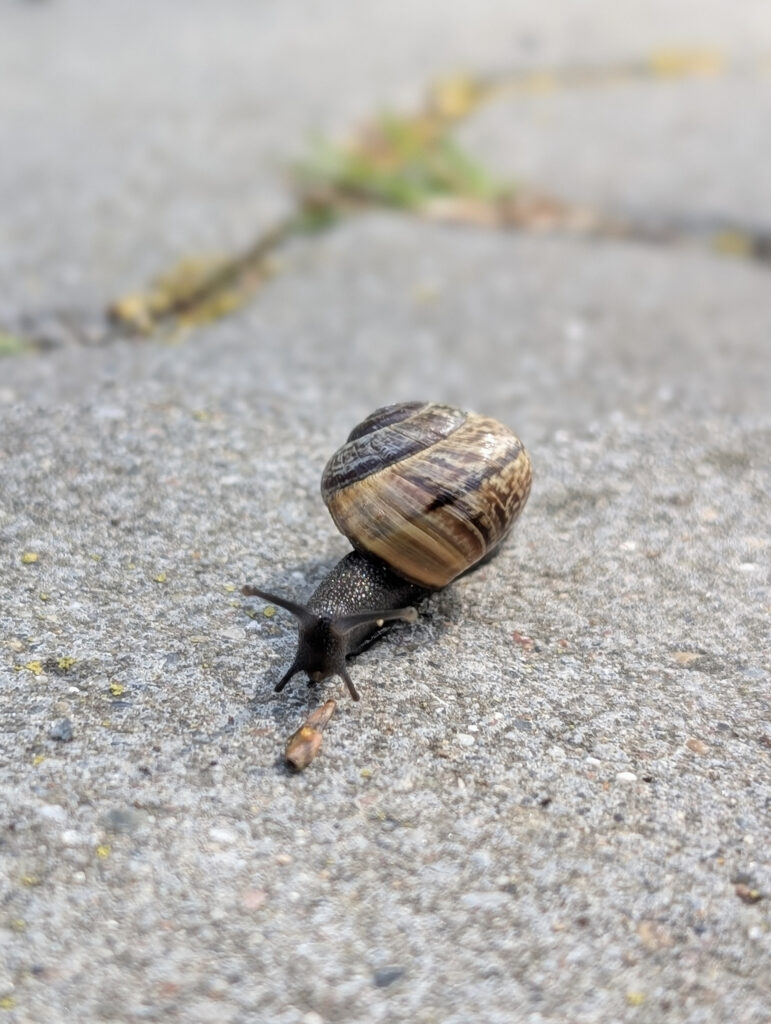 Schnecke