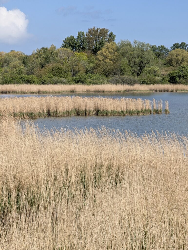 Schilflandschaft und flaches Boddengewässer bei Glowe