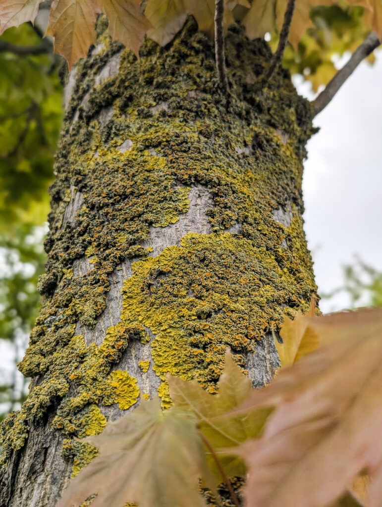 Detailaufnahme eines bemoosten Baumes