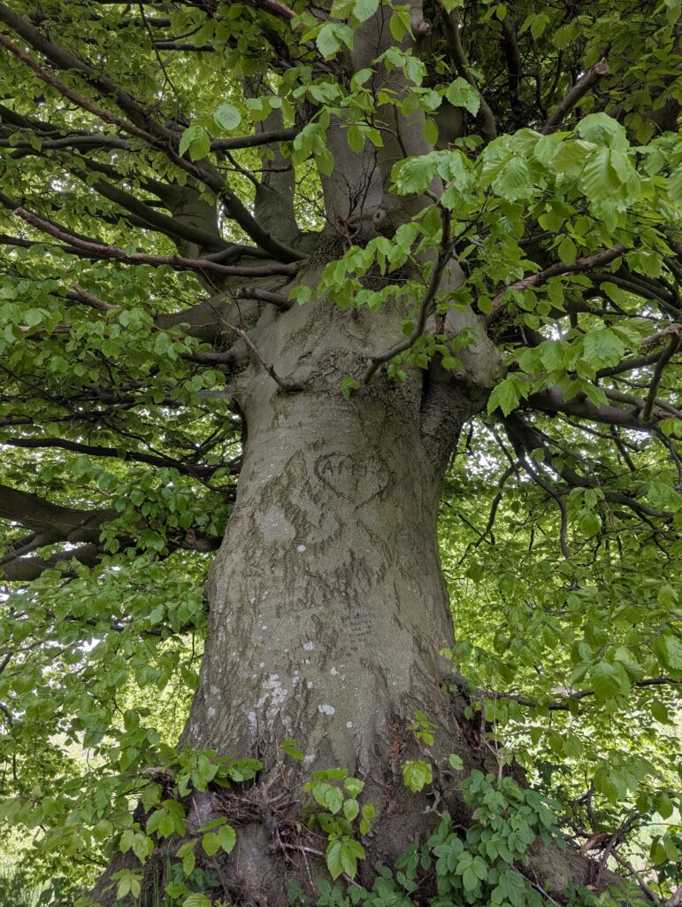 Buchenkrone