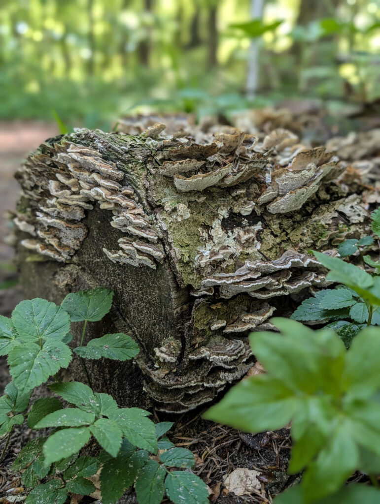 Wald