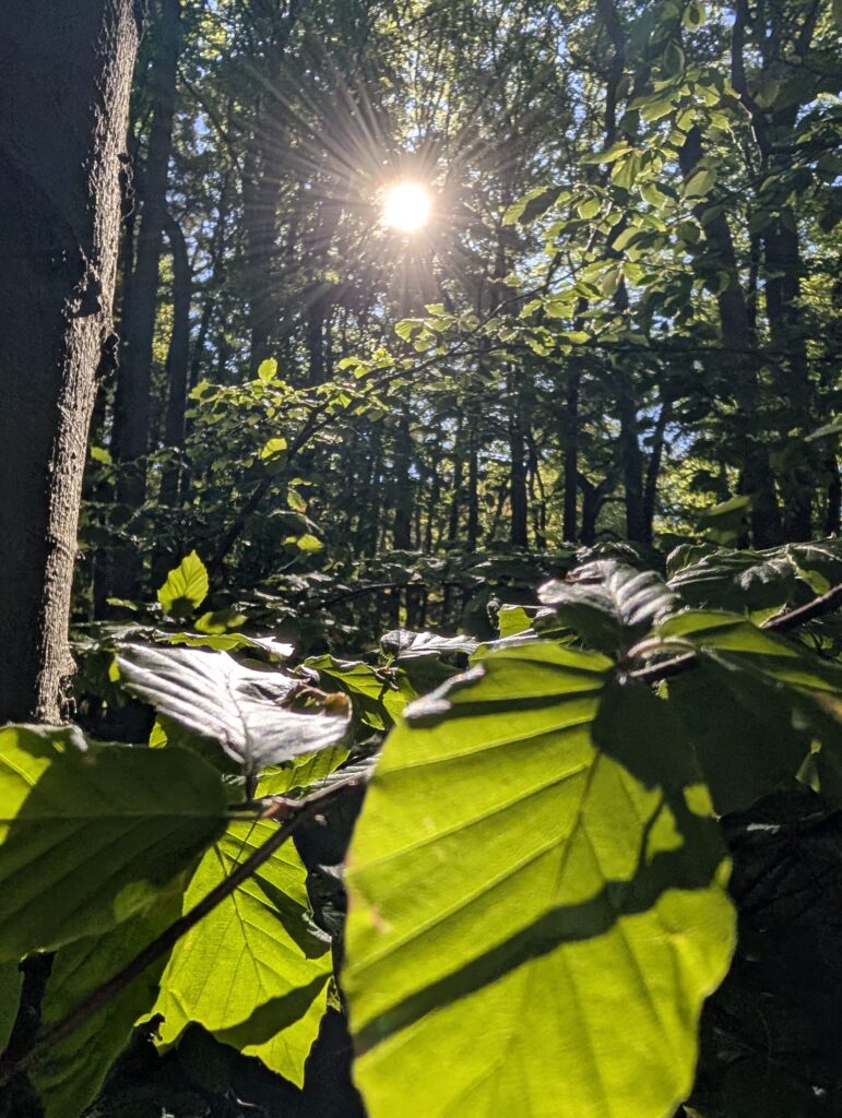 Wald