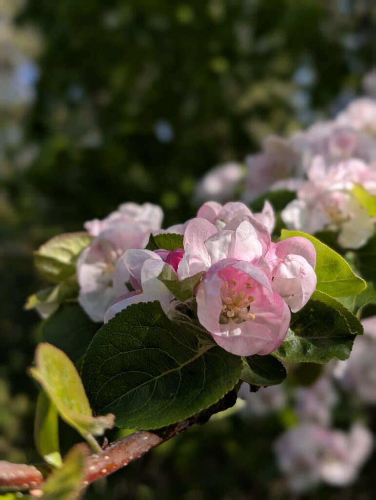Apfelblüten