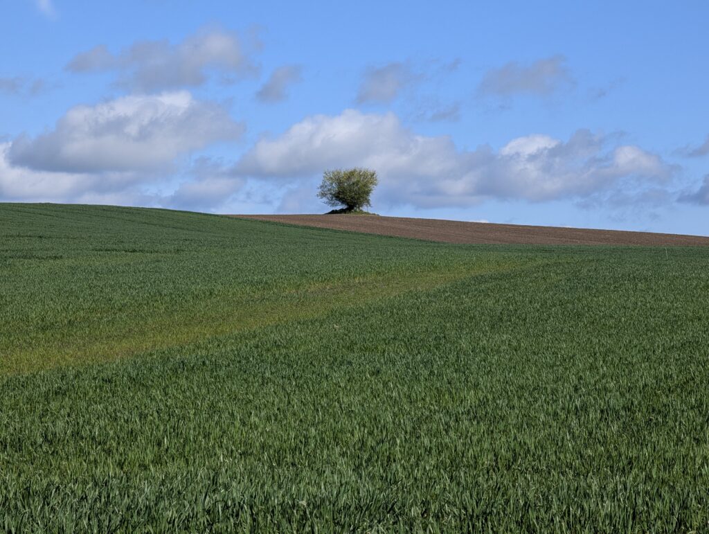 Einsamer Baum auf einem Feld