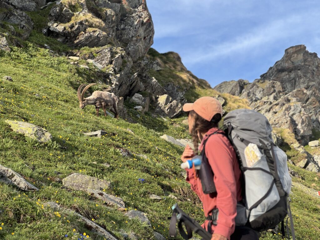Steinböcke auf dem Weg zum Col de Louvie