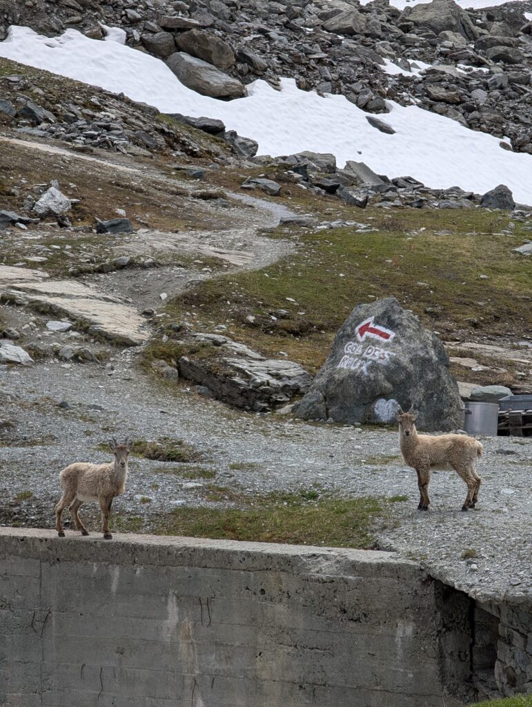 Gämse nahe Cabane de Prafleuri