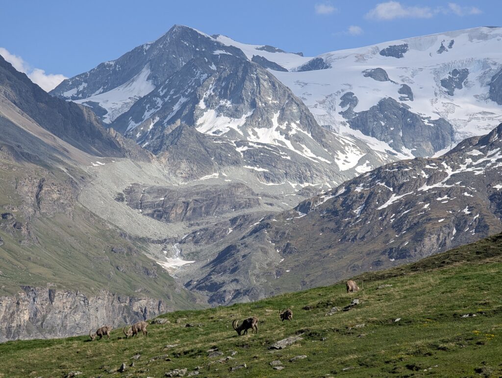Steinböcke am Refuge de la Barmaz
