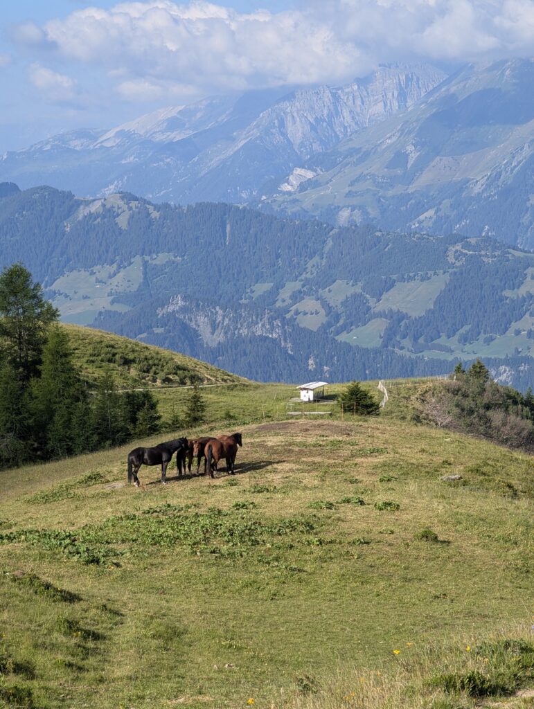 Aufstieg durch Almengebiet