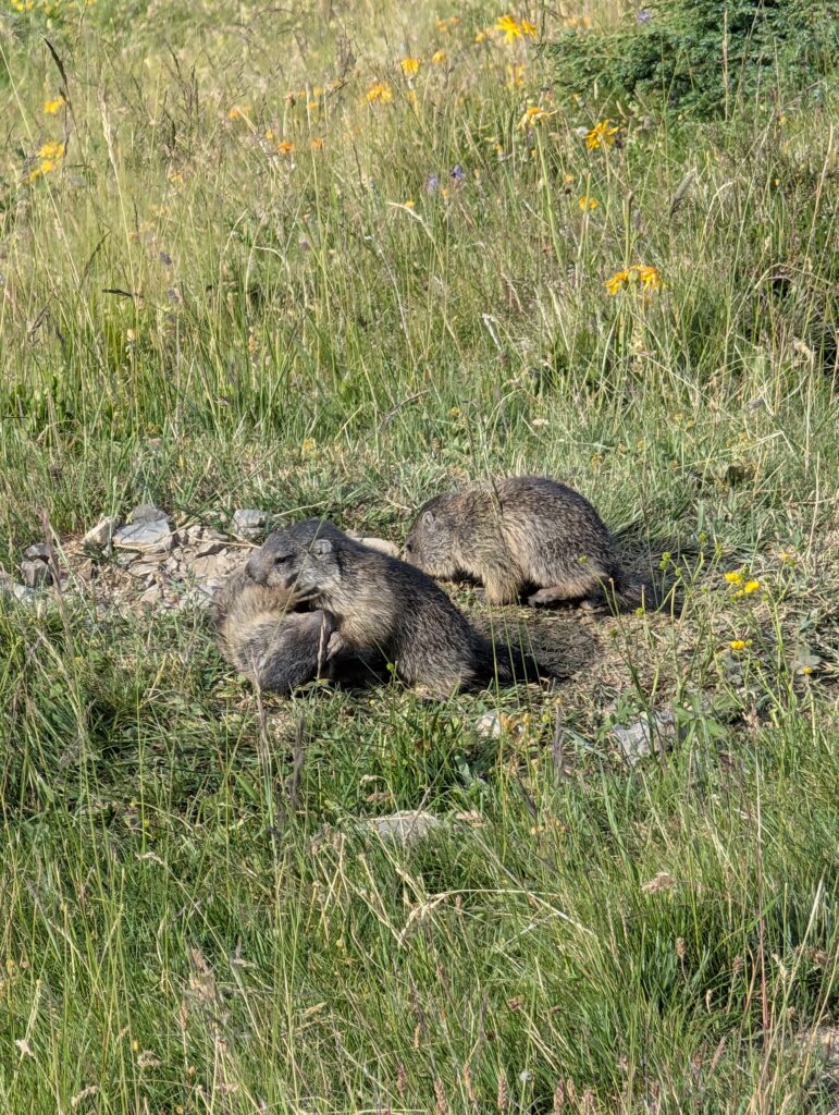 Babymurmeltiere beim Playdate