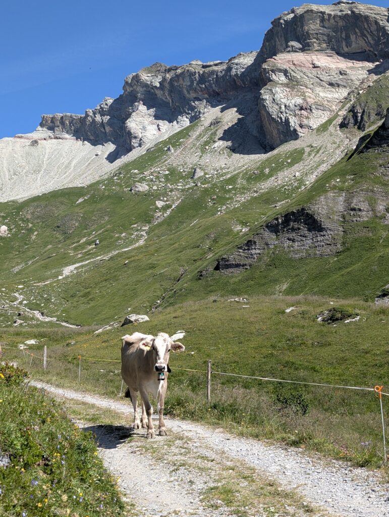 An der Alpe Ijes