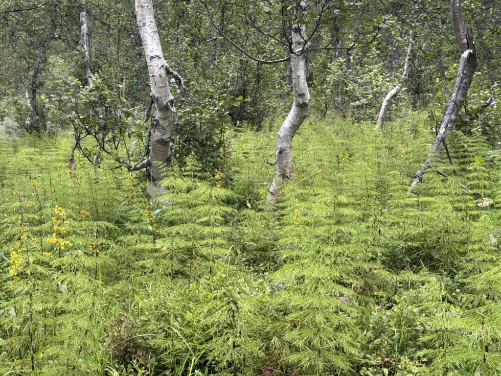 Wald im Utladalen