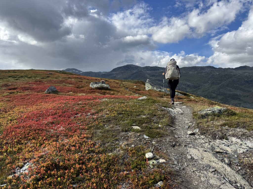 Heidekraut beim Aufstieg zur Kongshelleren Hütte