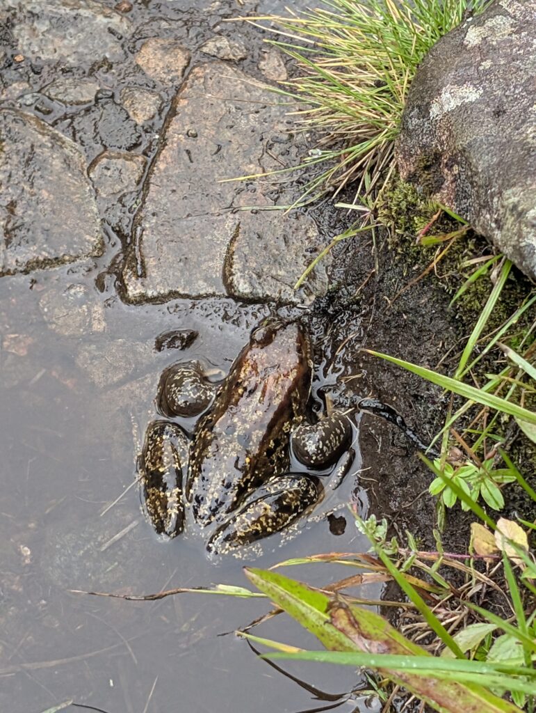 Frosch am Weg