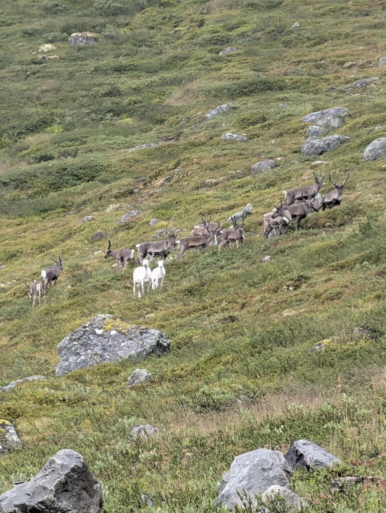 Rentierherde in Jotunheimen Nationalpark