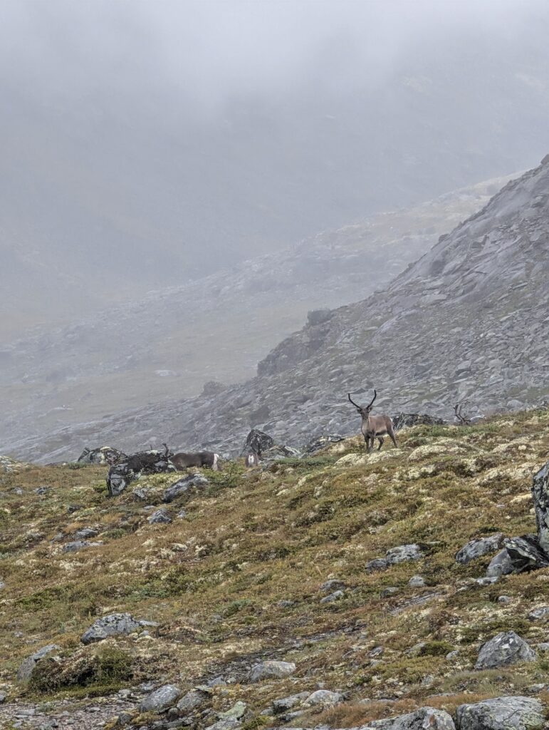 Rentierherde in Jotunheimen Nationalpark