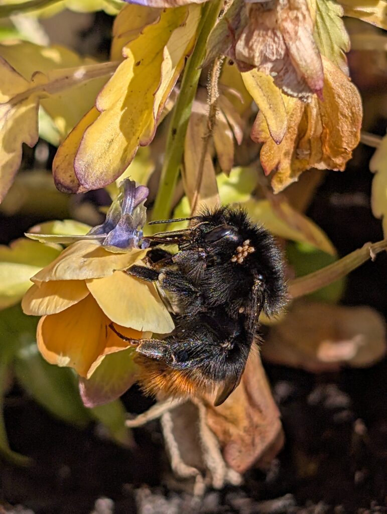 Fleißiges Bienchen
