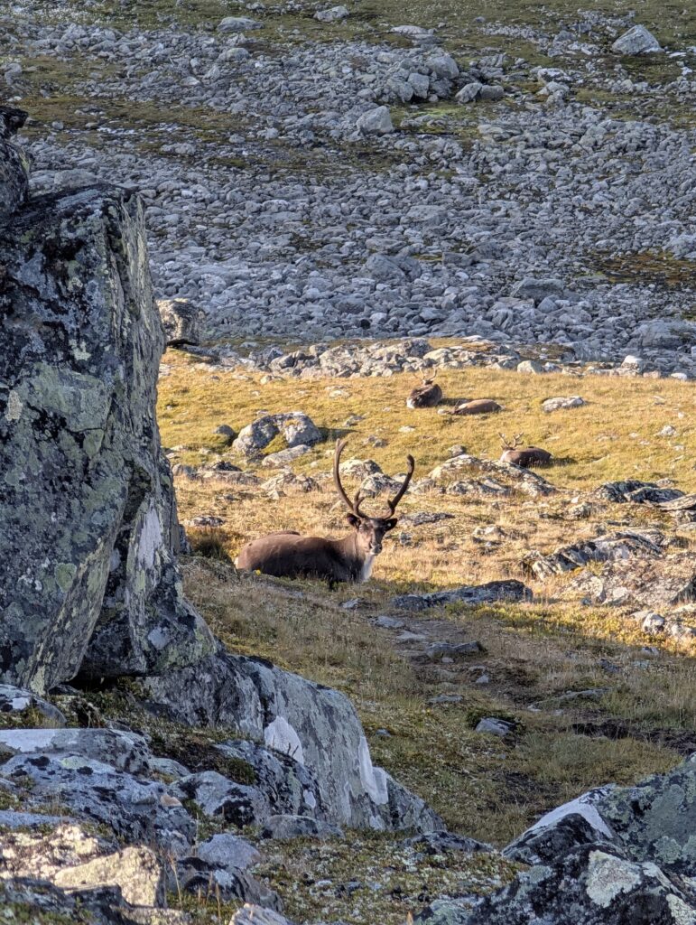 Rentiere auf dem Massiv Trail