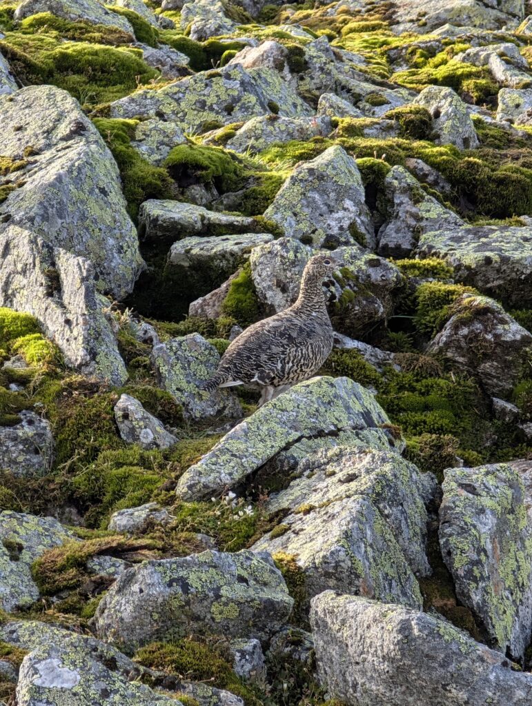 Schneehuhn zwischen den Felsen