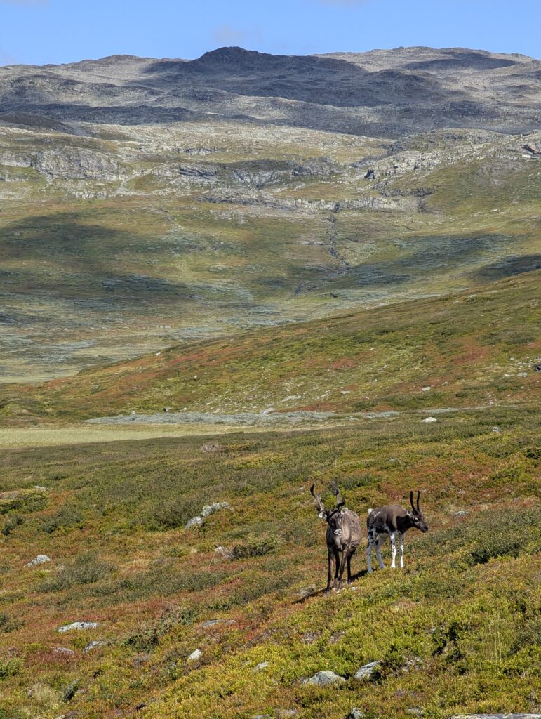Rentiere auf dem Massiv Trail