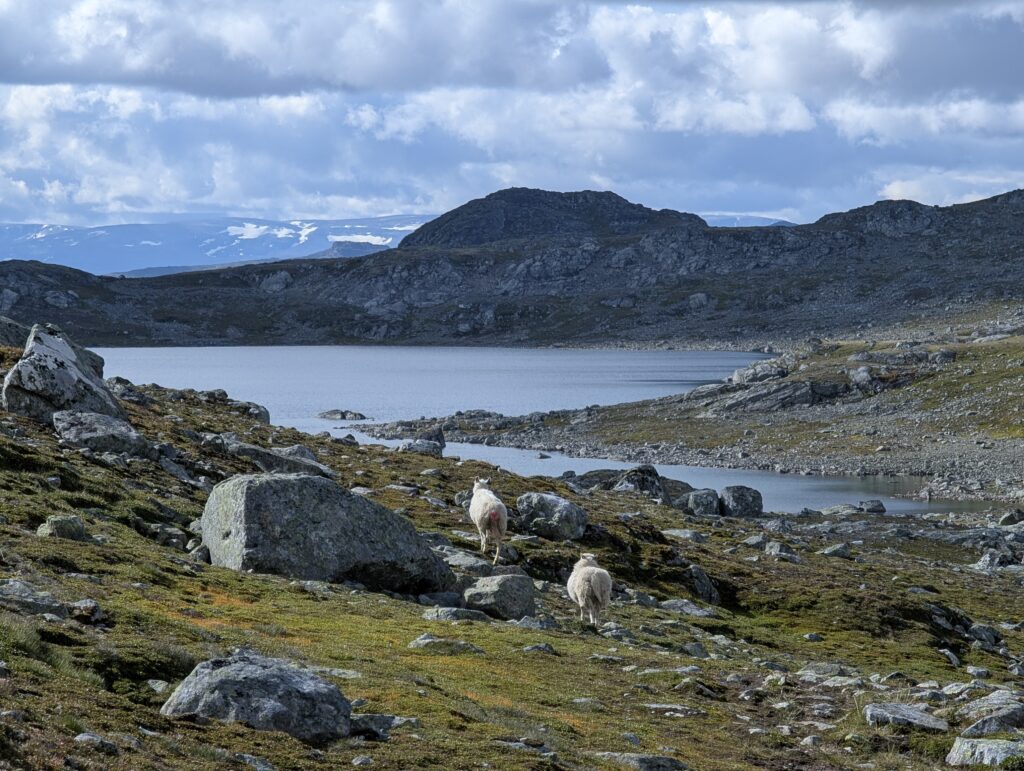 Schäfchen am Valevatnet