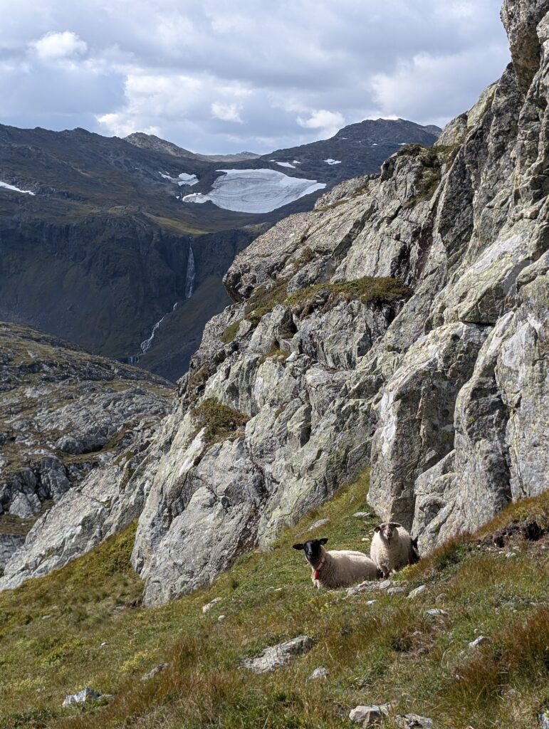 Schäfchen auf dem Massiv Trail