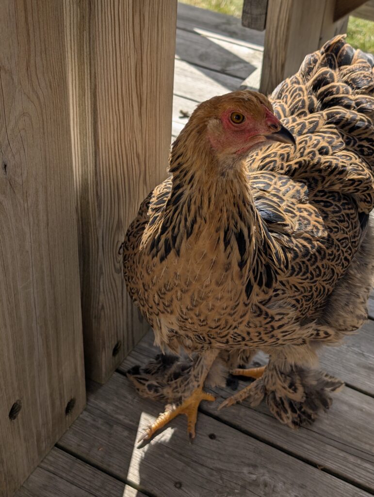 Huhn mit Hosen an der Geiterygghytta