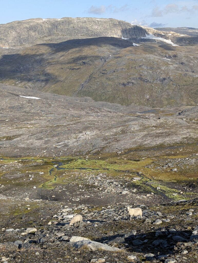 Schafe auf dem Massiv Trail