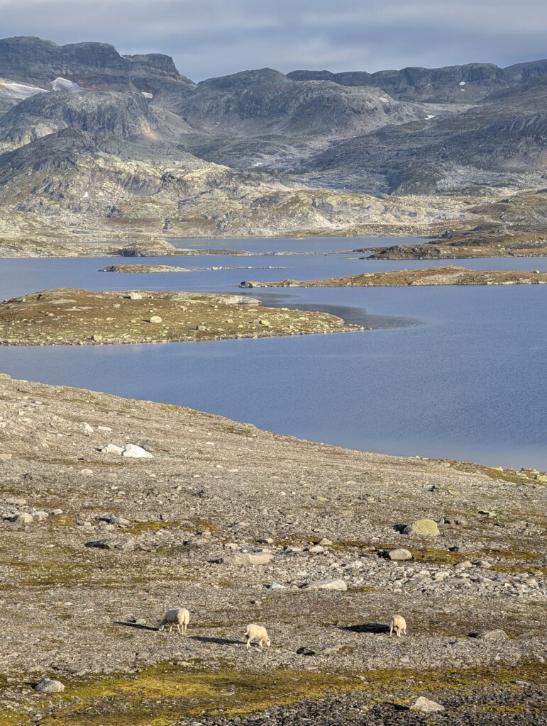 Schafe am Drageidfjorden