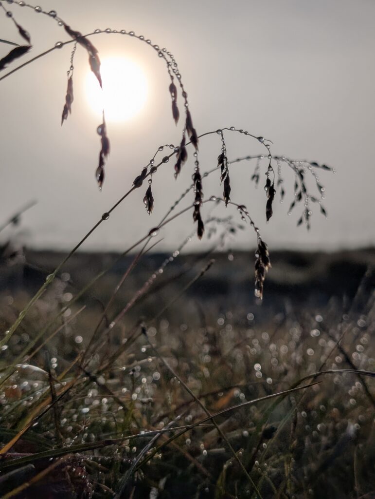 Im Sonnenlicht funkelnde Tropfen