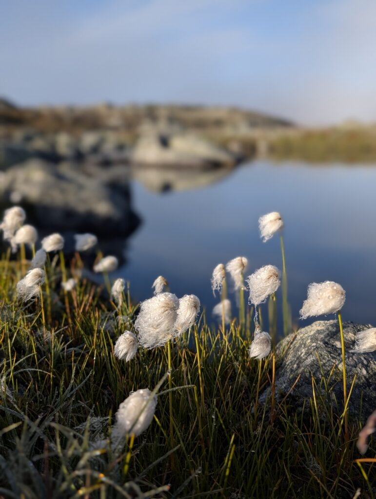 Nasse Wollgrasköpfe