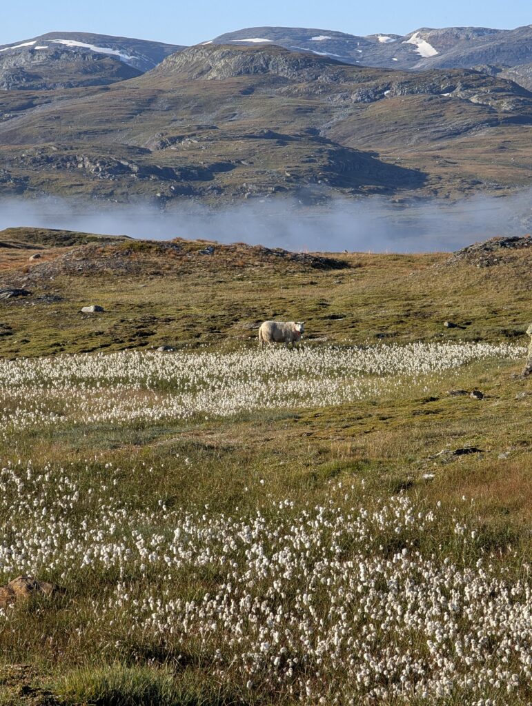 Morgendlicher Blick auf den Litlosvatnet