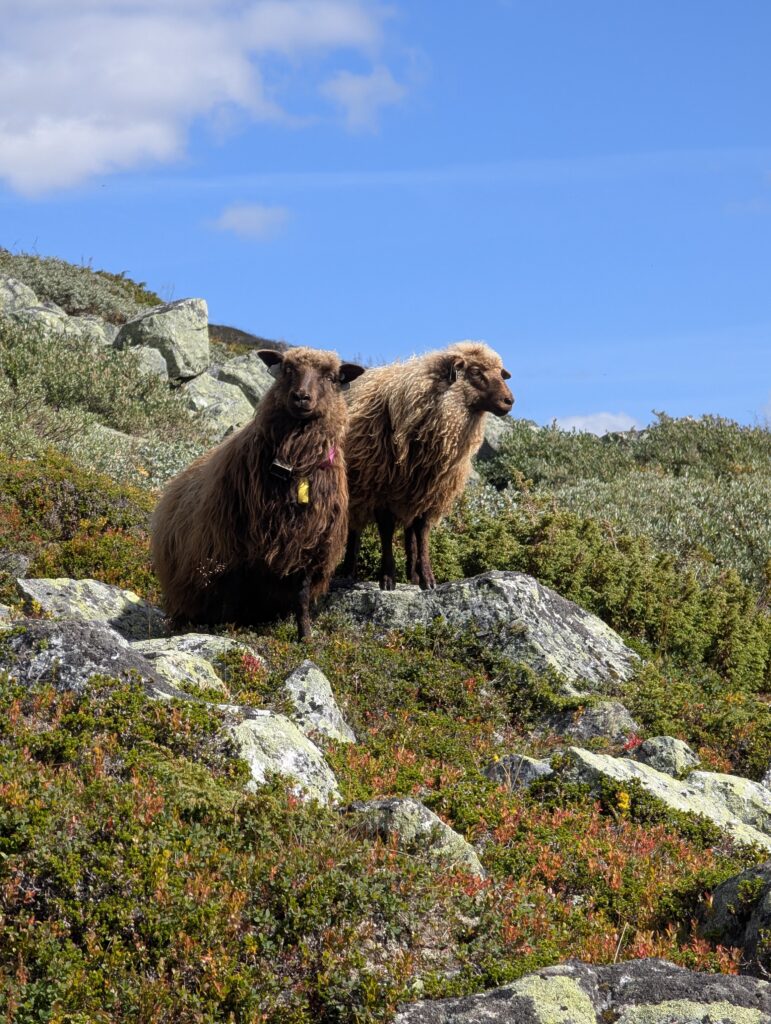Schafe auf dem Massiv Trail