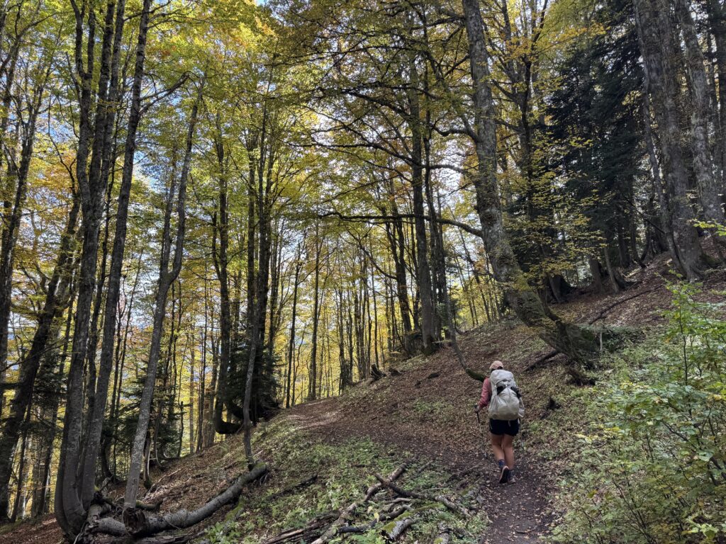 Aufstieg im Wald