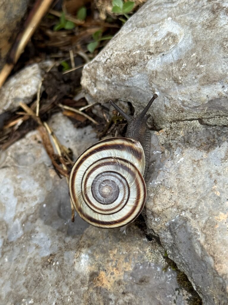 Schnecke