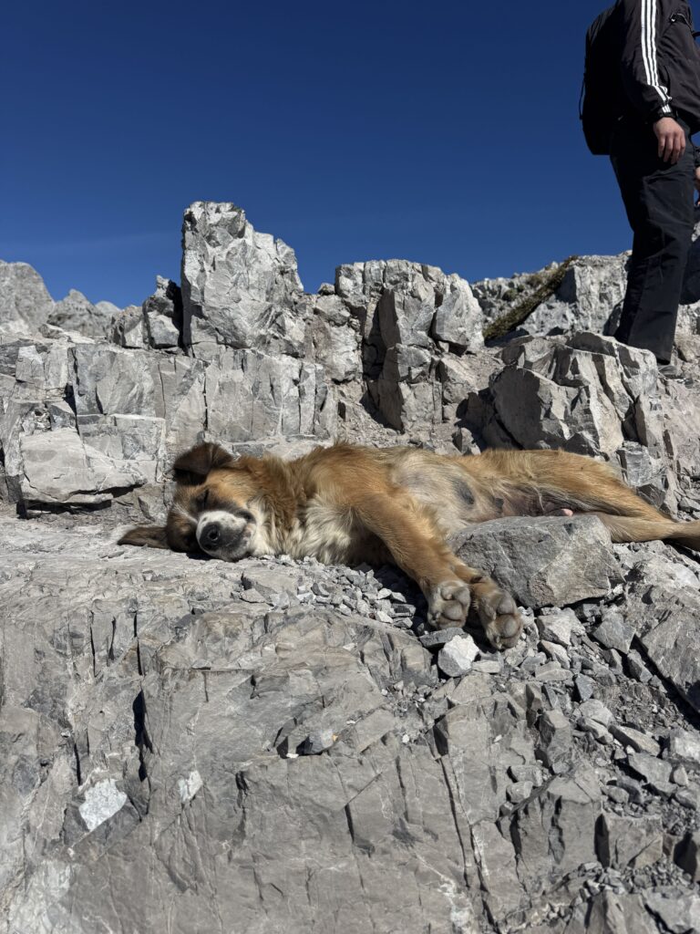 Hund am Valbona Pass