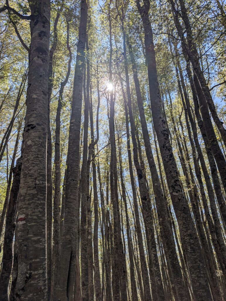 Wald auf dem Aufstieg zum Valbona Pass