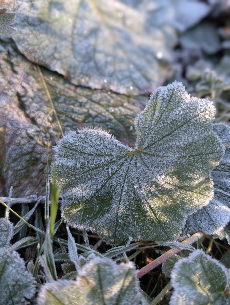 Frost am Morgen