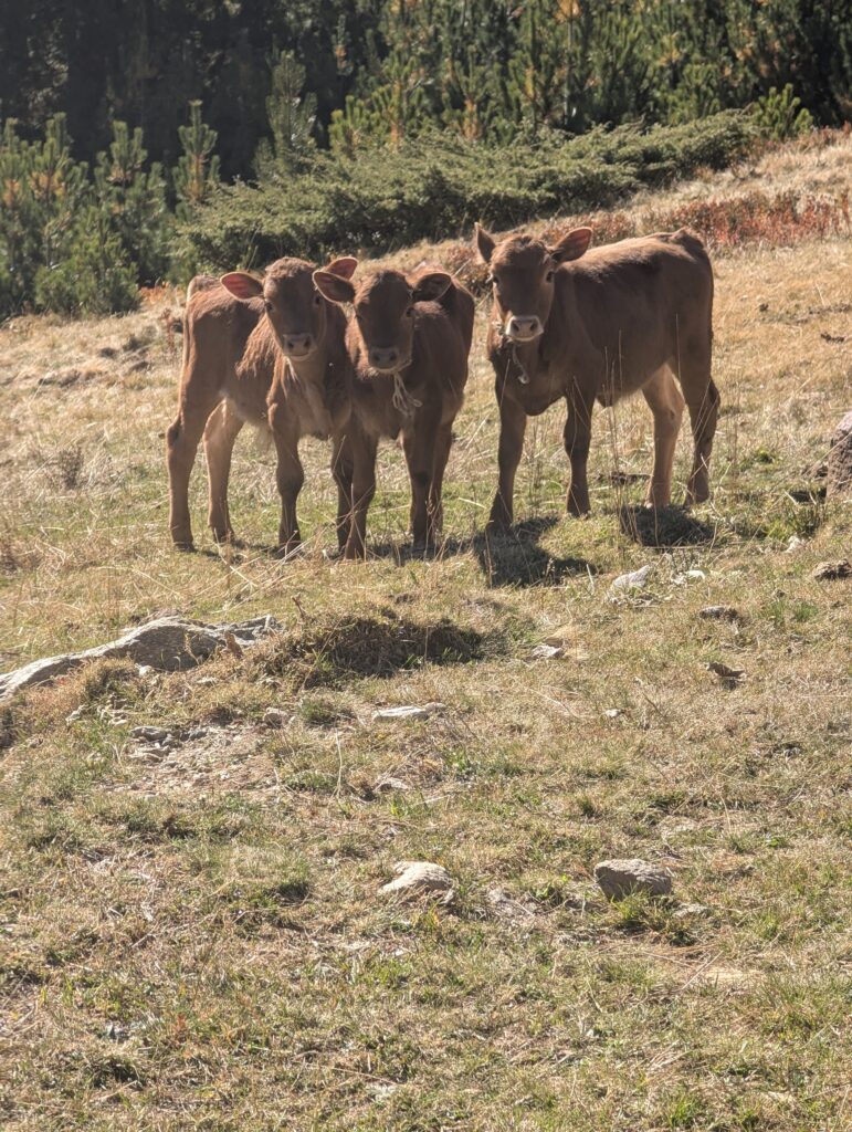 Kälber in Dobërdol