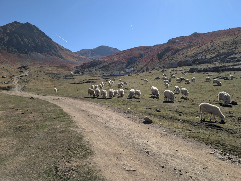 Schafe in Dobërdol