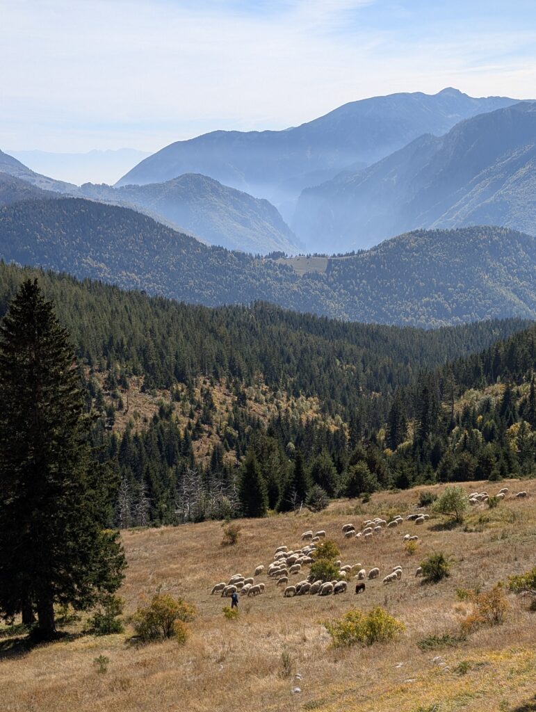 Schäfer im Kosovo