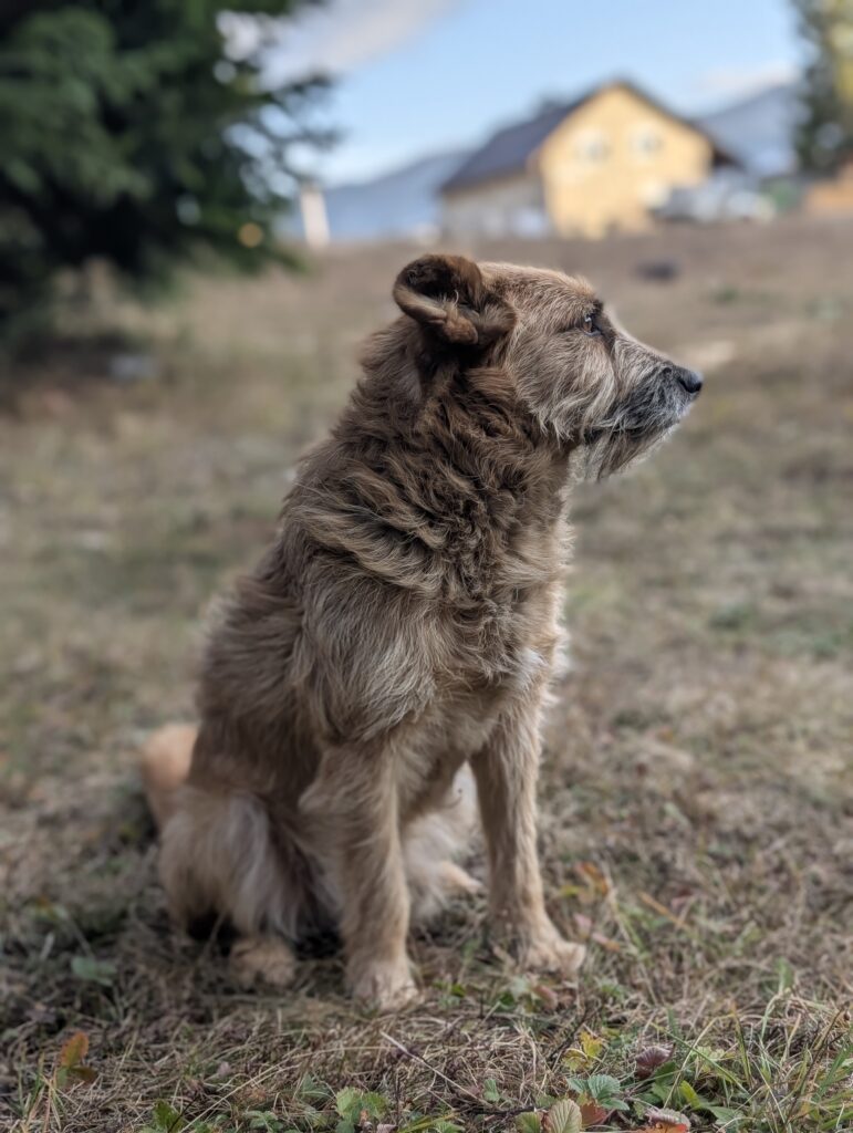 Peanut