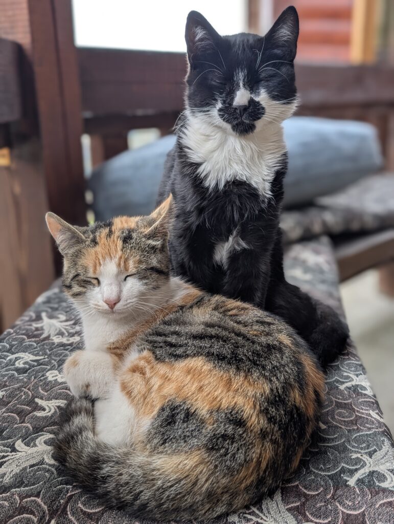 Katzen in Samel’s Guesthouse