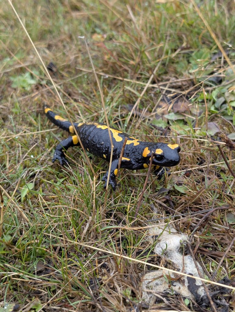 Feuersalamander