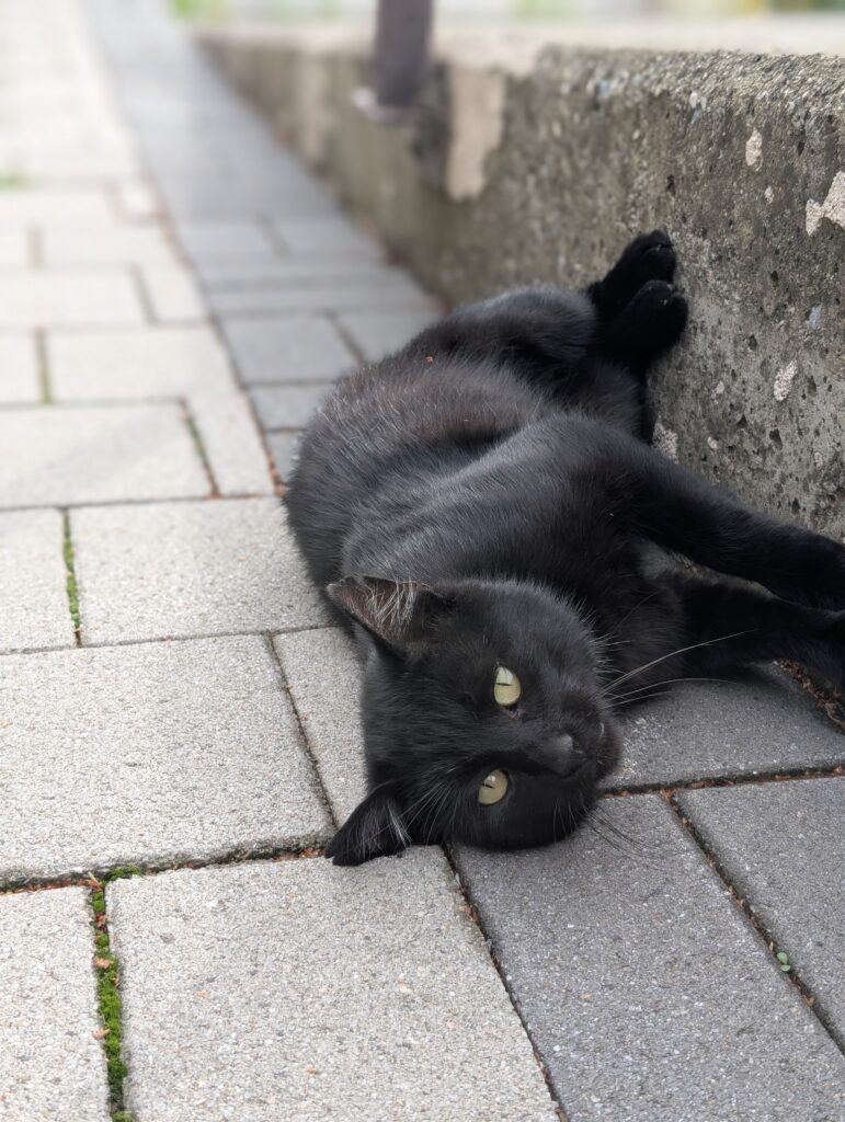 Katze in Plav