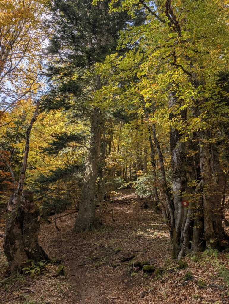 Aufstieg im Wald