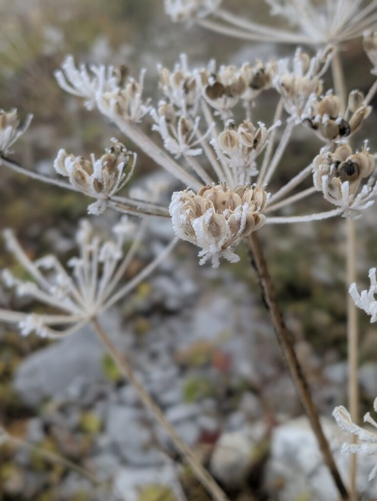Frostige Pflanzen